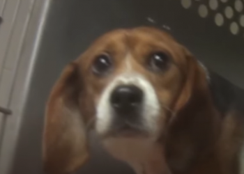 House Lawmakers Send Letter To Dr. Fauci Demanding Answers For Cruel Puppy Experiments