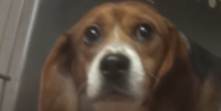 House Lawmakers Send Letter To Dr. Fauci Demanding Answers For Cruel Puppy Experiments