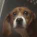 House Lawmakers Send Letter To Dr. Fauci Demanding Answers For Cruel Puppy Experiments