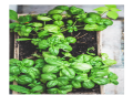 Scientists Planning To Add mRNA to Plants like Spinach and Lettuce To Replace COVID Vaccine Needles
