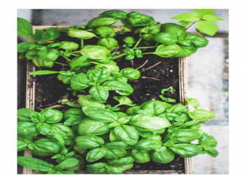 Scientists Planning To Add mRNA to Plants like Spinach and Lettuce To Replace COVID Vaccine Needles