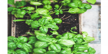 Scientists Planning To Add mRNA to Plants like Spinach and Lettuce To Replace COVID Vaccine Needles