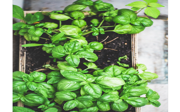 Scientists Planning To Add mRNA to Plants like Spinach and Lettuce To Replace COVID Vaccine Needles