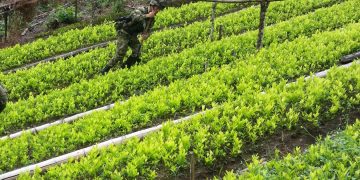 Biden Has Destroyed America’s Supply Chain, But He Has Done Wonders For Hunters: Ends Surveillance of Columbia’s Coca Crops