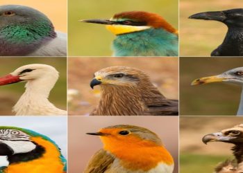 This Name-Changing Nonsense Is For The Birds. No, Really