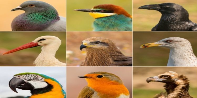 This Name-Changing Nonsense Is For The Birds. No, Really
