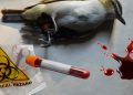 Bird Flu Vaccines Already Stockpiled! What the Government Isn’t Telling You