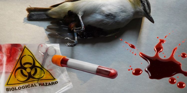 Bird Flu Vaccines Already Stockpiled! What the Government Isn’t Telling You