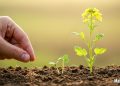 The Power of a Mustard Seed Kind of Faith